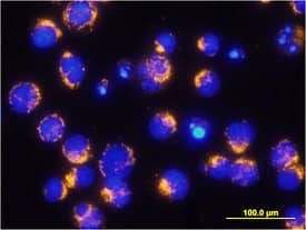AIF antibody in Jurkat Human Cell Line by Immunocytochemistry (ICC).