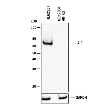 Western Blot Shows Human AIF Antibody Specificity by Using Knockout Cell Line.