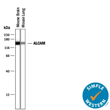 Detection of Mouse ALCAM/CD166 antibody by Simple WesternTM.