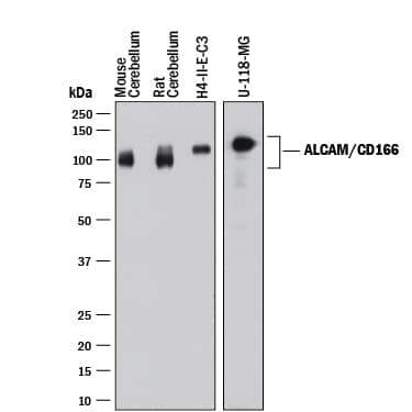 Detection of Human, Mouse, and Rat ALCAM/CD166 antibody by Western Blot.