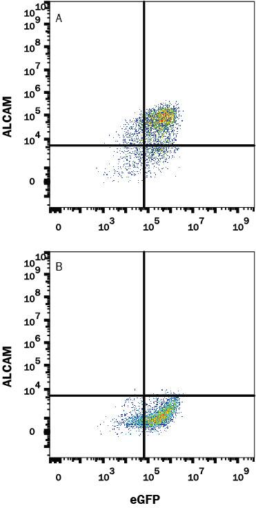 Detection of ALCAM antibody in HEK293 Human Cell Line Transfected with Human ALCAM and eGFP antibody by Flow Cytometry