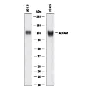 Detection of Human ALCAM/CD166 antibody by Western Blot.