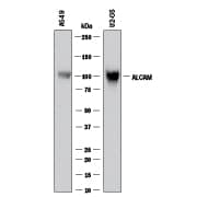 Detection of Human ALCAM/CD166 antibody by Western Blot.