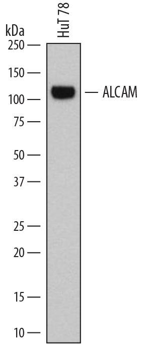 Detection of Human ALCAM/CD166 antibody by Western Blot.