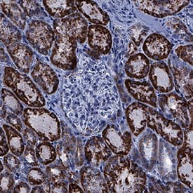ALDH2 antibody in Human Kidney by Immunohistochemistry (IHC-P).