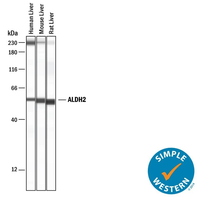 Detection of Human, Mouse, and Rat ALDH2 antibody by Simple WesternTM.