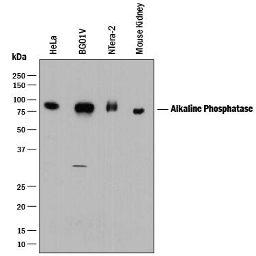 Detection of Human and Mouse Alkaline Phosphatase/ALPL antibody by Western Blot.