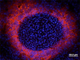Alkaline Phosphatase/ALPL antibody in Mouse Embryo by Immunohistochemistry (IHC-Fr).