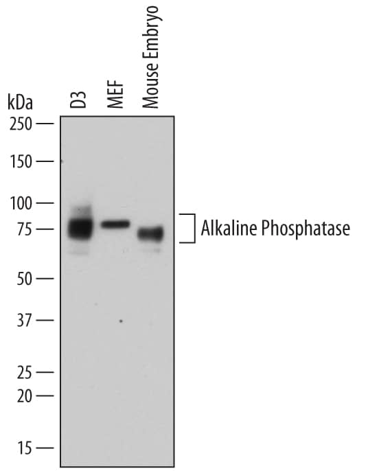 Detection of Mouse Alkaline Phosphatase/ALPL antibody by Western Blot.