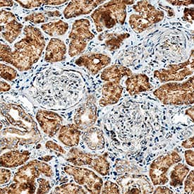 Alkaline Phosphatase/ALPL antibody in Human Kidney by Immunohistochemistry (IHC-P).