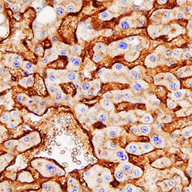 Alkaline Phosphatase/ALPL antibody in Human Liver by Immunohistochemistry (IHC-P).