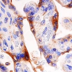 Alkaline Phosphatase/ALPP antibody in Human Placenta by Immunohistochemistry (IHC-P).