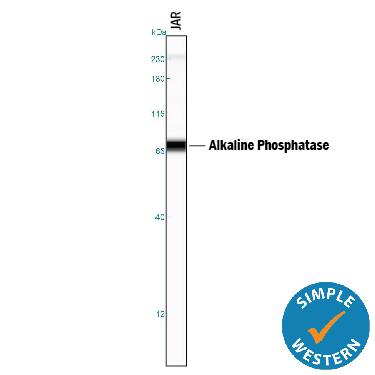 Detection of Human Alkaline Phosphatase/ALPP antibody by Simple WesternTM.