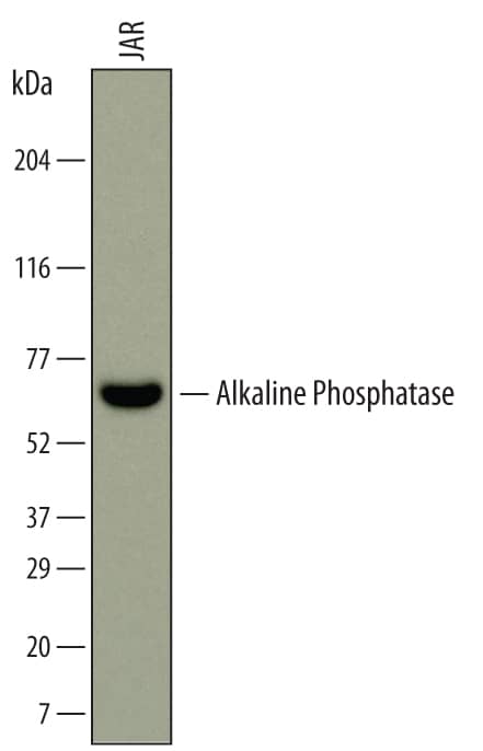 Detection of Human Alkaline Phosphatase/ALPP antibody by Western Blot.