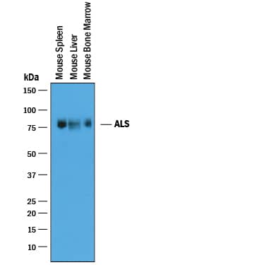 Detection of Mouse IGFALS/ALS antibody by Western Blot.