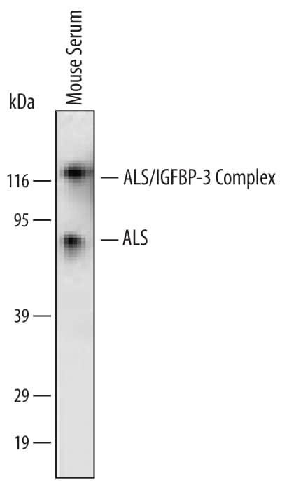 Detection of Mouse IGFALS/ALS antibody by Western Blot.