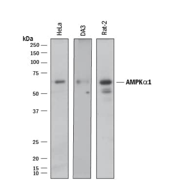 Detection of Human, Mouse, and Rat AMPKa1 antibody by Western Blot.