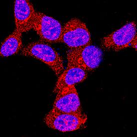 AMPKa2 antibody in HEK293 Human Cell Line by Immunocytochemistry (ICC).