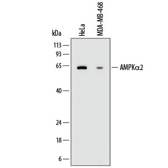 Detection of Human AMPKa2 antibody by Western Blot.