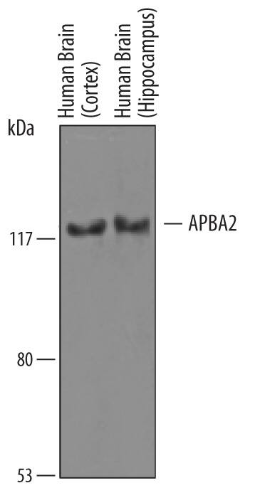 Detection of Human APBA2 antibody by Western Blot.