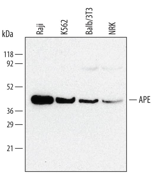 Detection of Human/Mouse/Rat APE antibody by Western Blot.