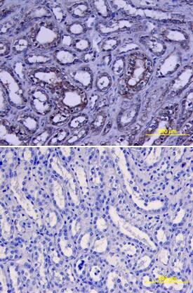 Human APJ Antibody (MAB856) by R&D Systems, Part of Bio-Techne