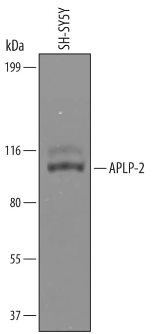 Detection of Human APLP-2 antibody by Western Blot.