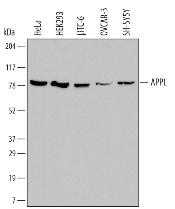 Detection of Human and Mouse APPL antibody by Western Blot.