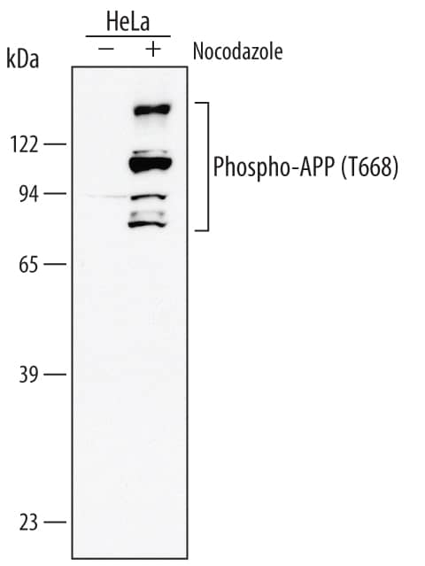 Detection of Human Phospho-APP/Protease Nexin II (T668) antibody by Western Blot.