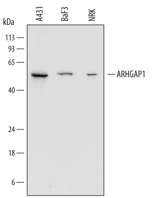 Detection of Human, Mouse, and Rat ARHGAP1 antibody by Western Blot.