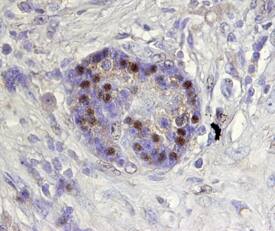 ARX antibody in Human Pancreas by Immunohistochemistry (IHC-P).