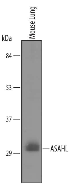 Detection of Mouse N-acylethanolamine-hydrolyzing Acid Amidase/ASAHL antibody by Western Blot.