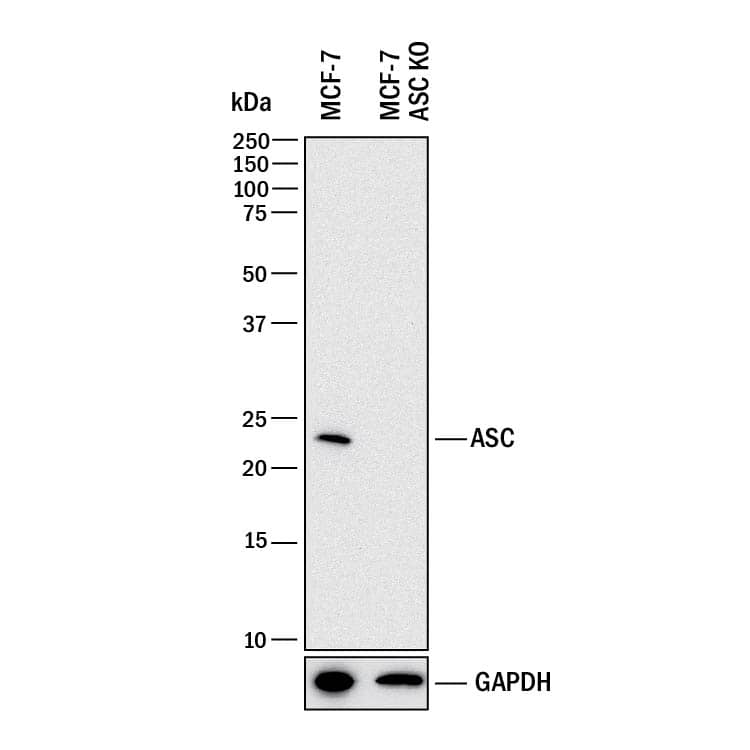 Western Blot Shows Human ASC Antibody Specificity by Using Knockout Cell Line.
