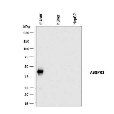 Detection of Mouse ASGR1/ASGPR1 antibody by Western Blot.