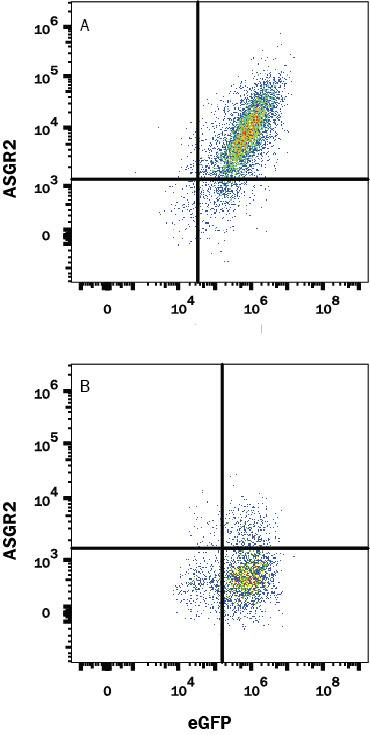 Detection of ASGR2 antibody in HEK293 Human Cell Line Transfected with Human ASGR2 and eGFP antibody by Flow Cytometry.