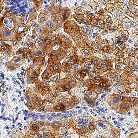 ASGR2 antibody in Human Liver by Immunohistochemistry (IHC-P).