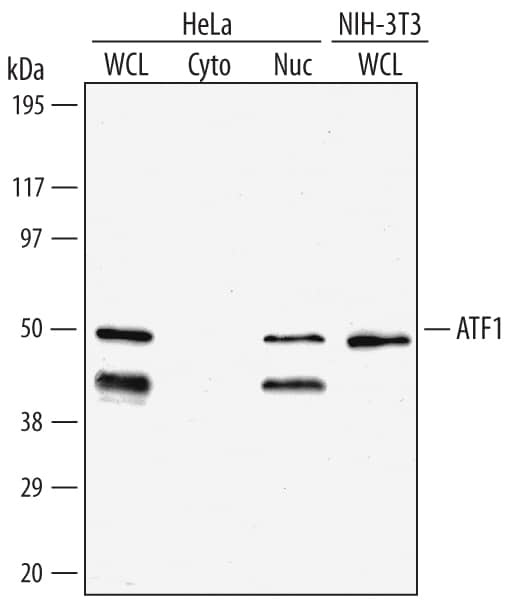 Detection of Human/Mouse ATF1 antibody by Western Blot.