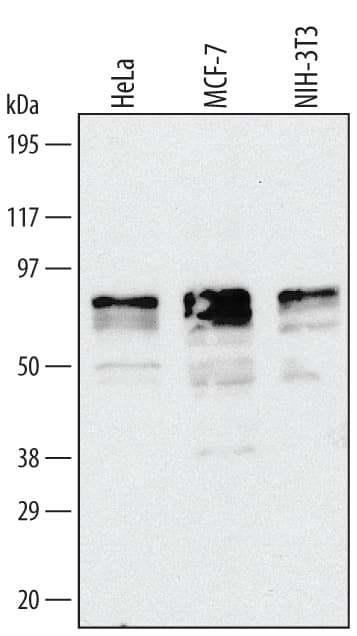 Detection of Human/Mouse ATF2 antibody by Western Blot.