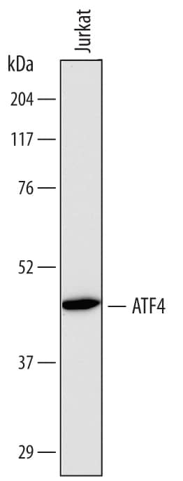 Detection of Human ATF4 antibody by Western Blot.