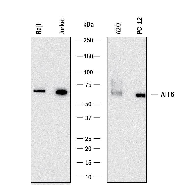 Detection of Human, Mouse, and Rat ATF6 antibody by Western Blot.