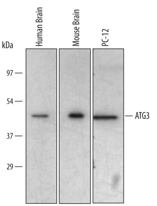 Detection of Human/Mouse/Rat ATG3 antibody by Western Blot.