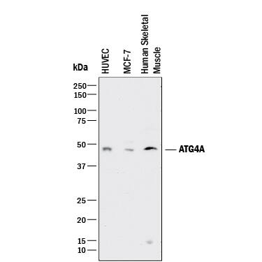 Detection of Human ATG4A antibody by Western Blot.