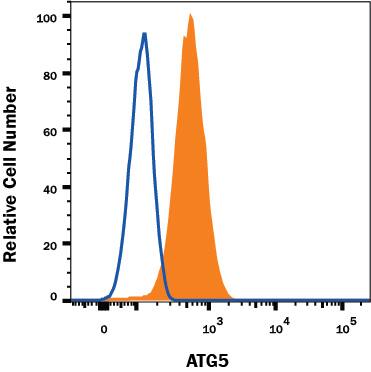 Detection of ATG5 antibody in HeLa Human Cell Line antibody by Flow Cytometry.