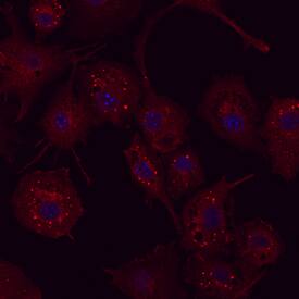 ATG7 antibody in RAW 264 by Immunocytochemistry (ICC).7 Mouse Cell Line by Immunocytochemistry (ICC).