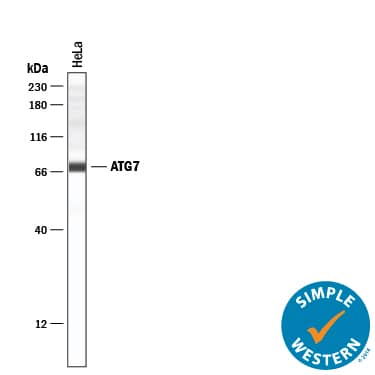 Detection of Human ATG7 antibody by Simple WesternTM.