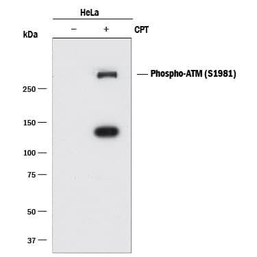 Detection of Human Phospho-ATM (S1981) antibody by Western Blot.