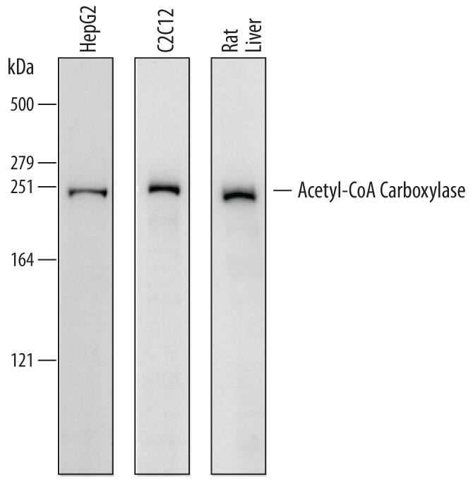 Detection of Human, Mouse, and Rat Acetyl-CoA Carboxylase a/ACACA antibody by Western Blot.