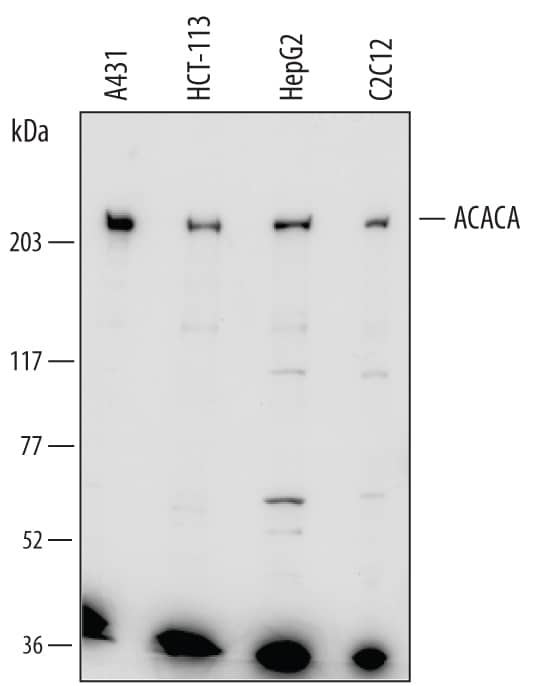 Detection of Human and Mouse Acetyl-CoA Carboxylase a/ACACA antibody by Western Blot.