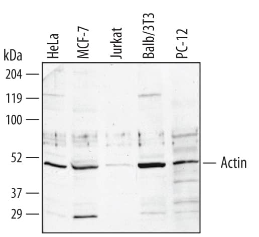 Detection of Human/Mouse/Rat Actin antibody by Western Blot.