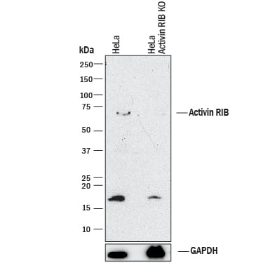Western Blot Shows Human Activin RIB/ALK-4 Antibody Specificity by Using Knockout Cell Line.